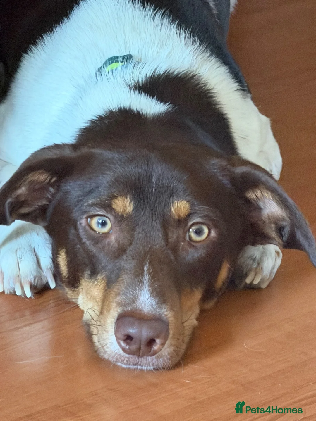 Mixed Breed dogs for sale: Dachshund cross  - Advert 6