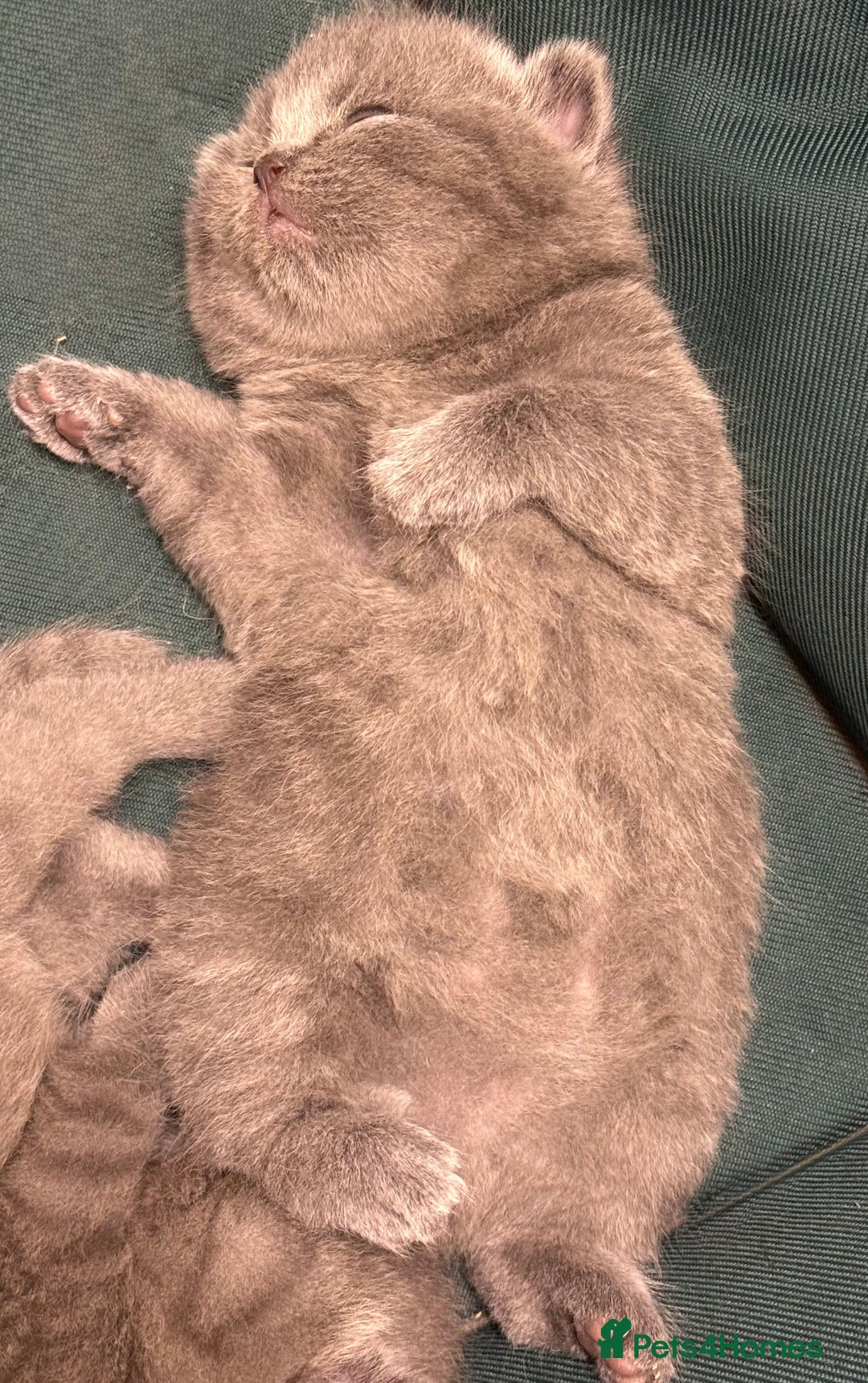 British Shorthair cats for sale: British shorthaired kittens - Image 8
