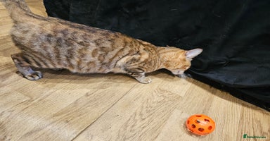 Bengal cats - Advert 4
