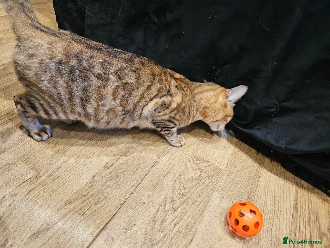 Bengal cats for sale: Beautiful Bengal Female -11 months old!  - Image 2