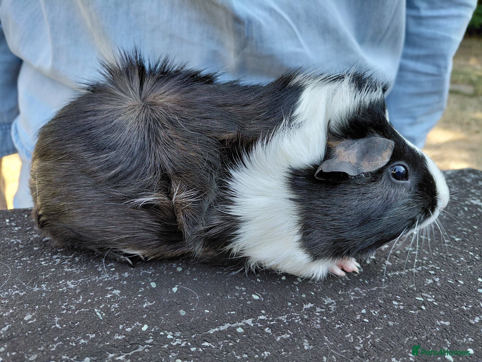 Guinea Pig rodents Pretty female guinea pigs for sale  - Advert 2