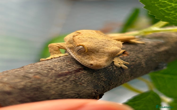 Gecko reptiles - Advert 1