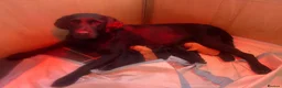 Labrador Retriever dogs for sale: KC Registered pups for sale in Rye - Advert 10