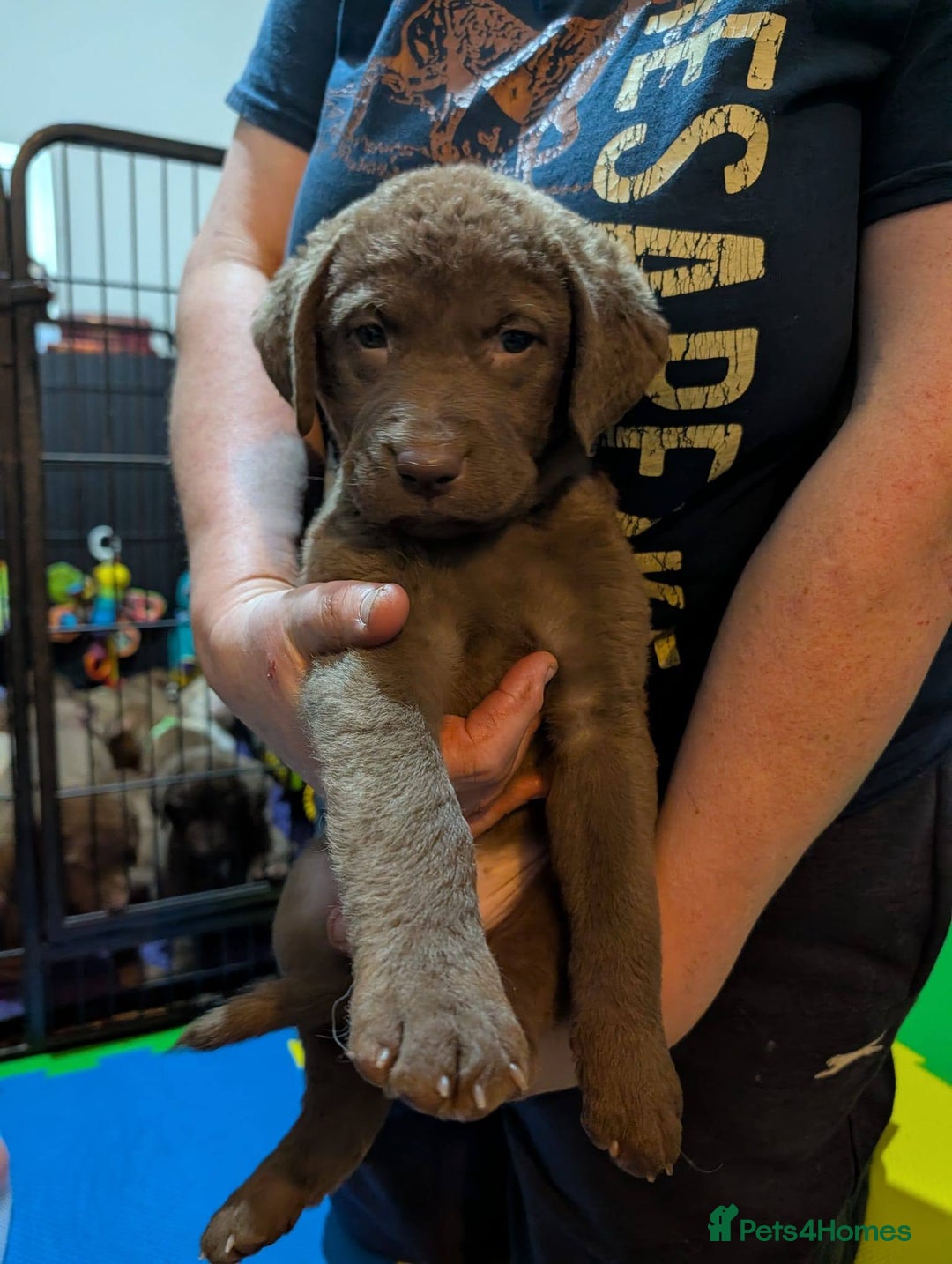 Chesapeake Bay Retriever dogs for sale: Chesapeake Bay Retriever (Chessie) pups - Advert 8