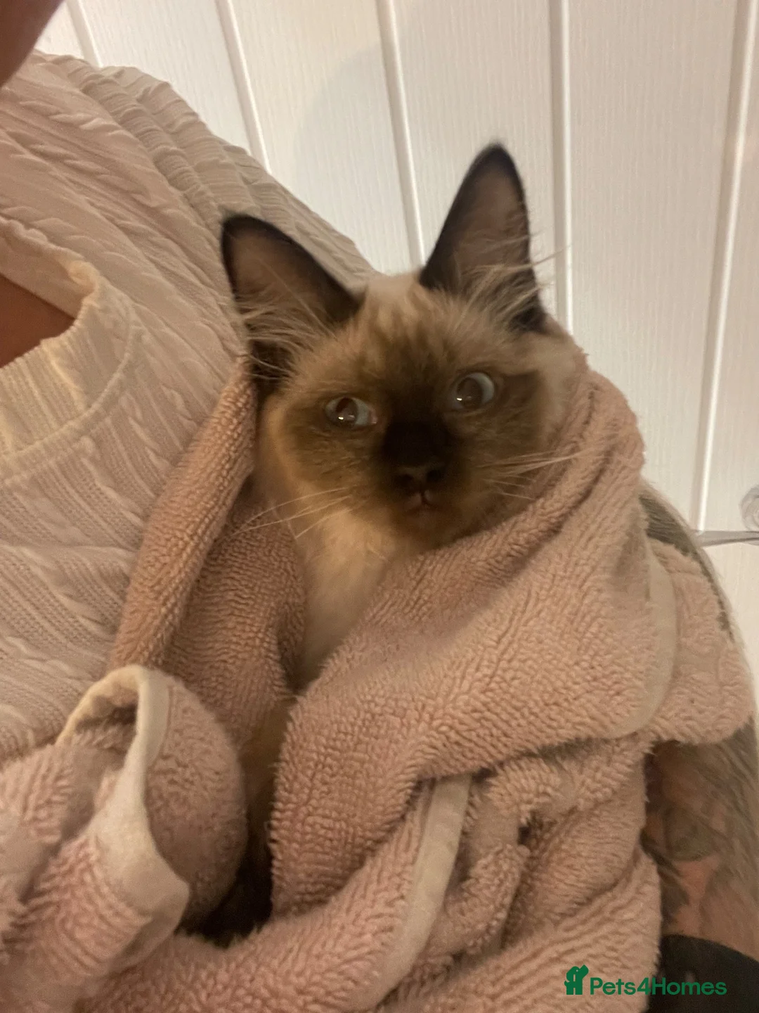 Ragdoll cats for sale: 15 week old Ragdoll Kitten in Congleton - Advert 4