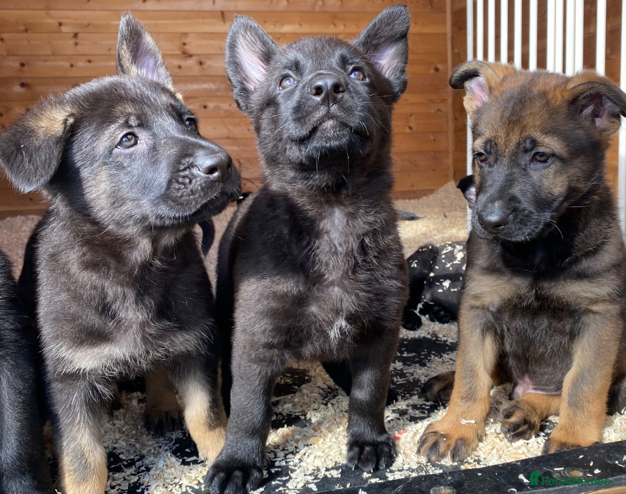 German Shepherd dogs Working-Line German Shepherd Pups Ready Now - Advert 1