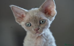 Devon Rex cats for sale: Ravel 💜male Devon Rex available  - Image 6