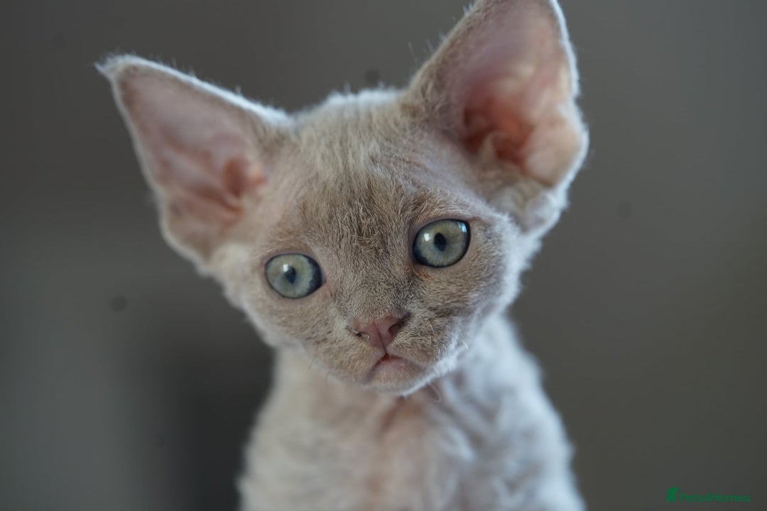 Devon Rex cats for sale: Ravel 💜male Devon Rex available  - Image 6