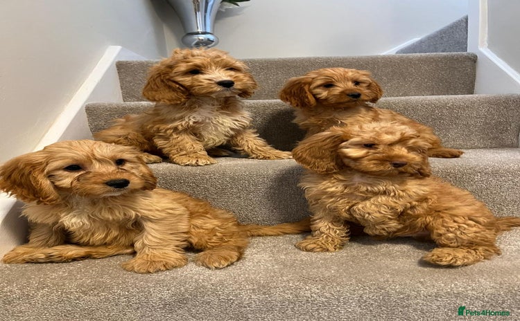 Cockapoo dogs - Advert 8