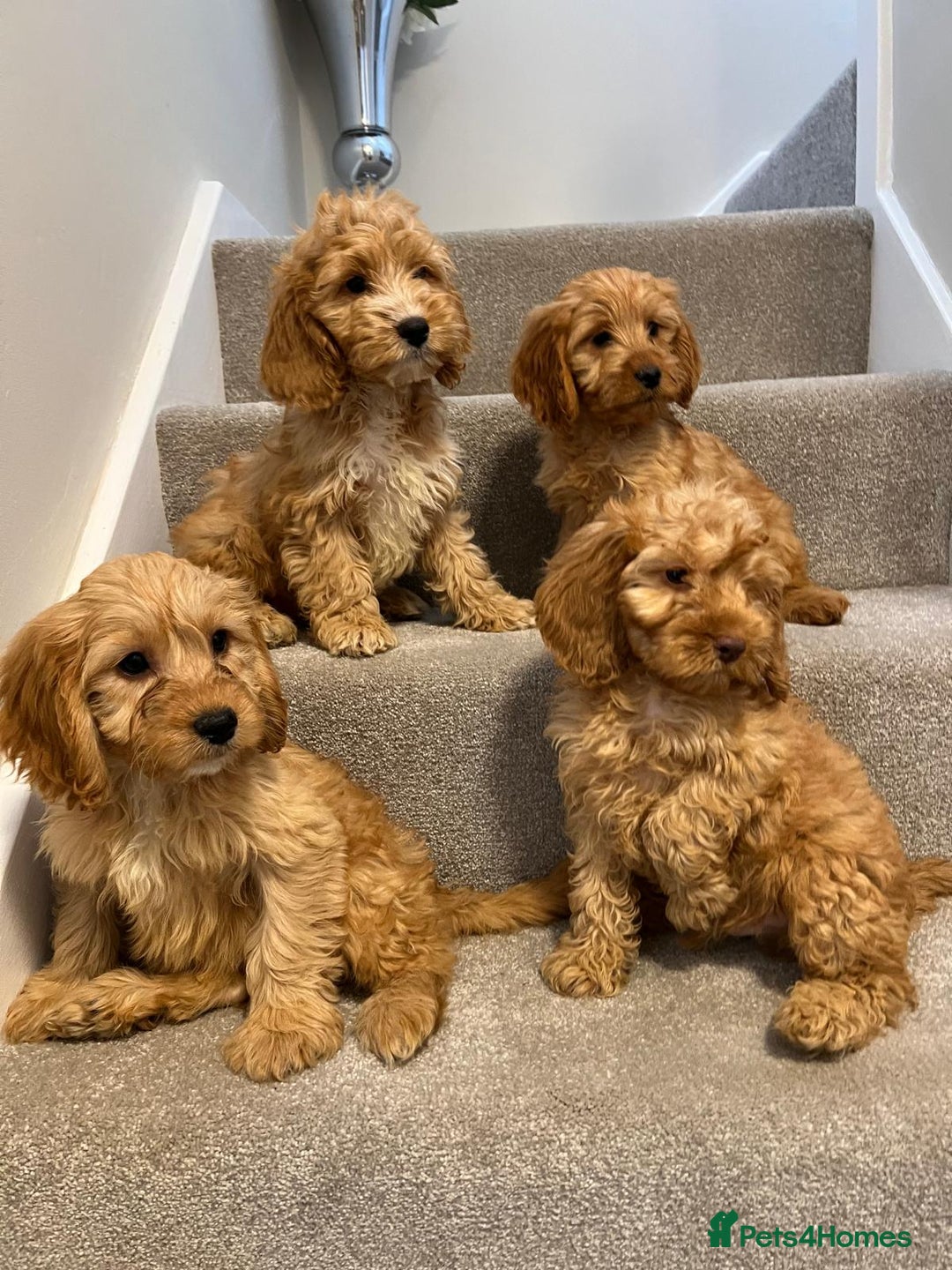 Cockapoo dogs for sale: Cockapoo puppies ready now  - Image 1