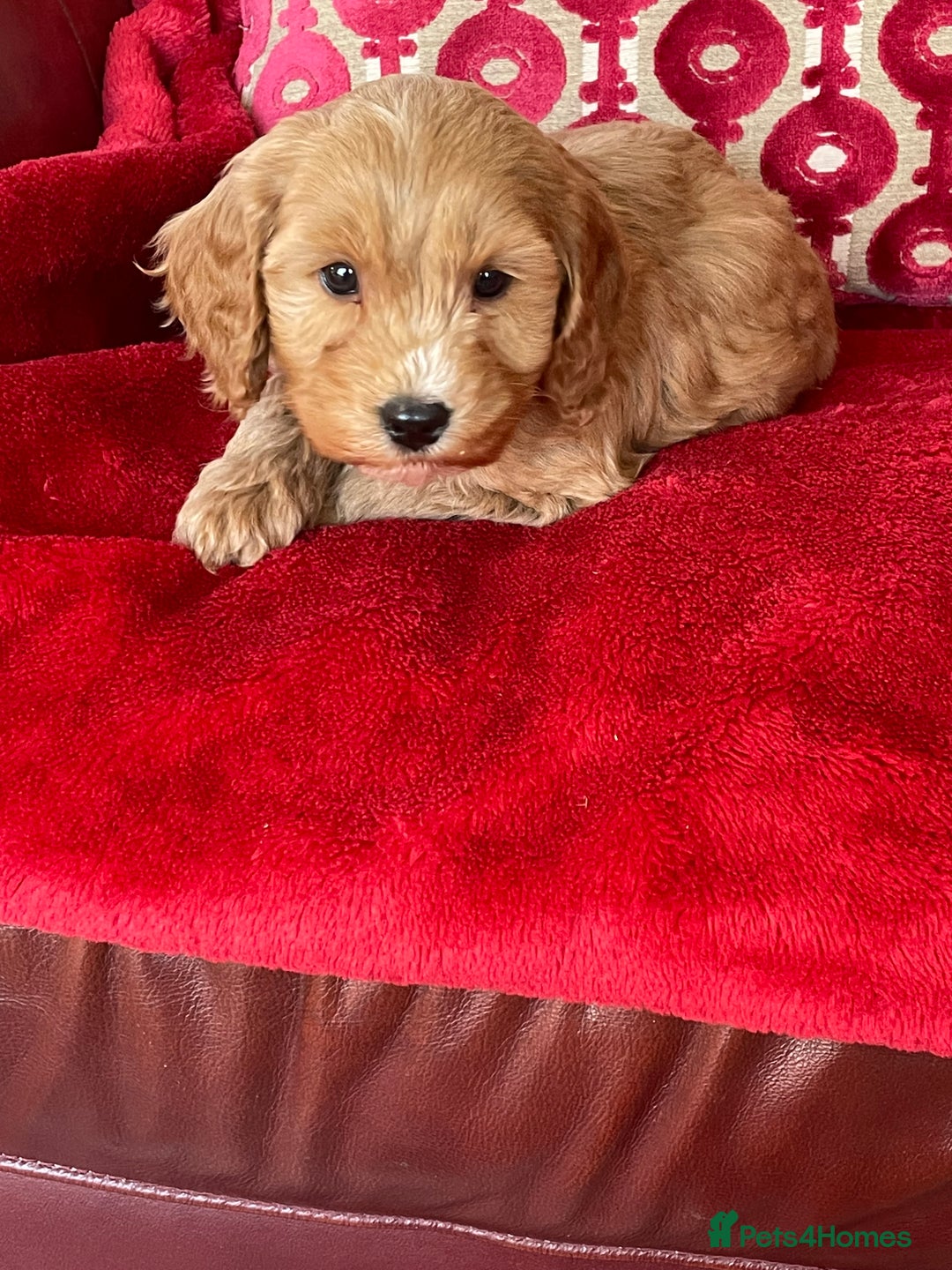 Cockapoo dogs for sale: Cockapoos - Advert 3