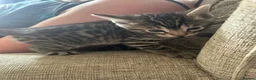 Bengal cats for sale: Mix Bengal kittens for sell in Corby - Advert 12