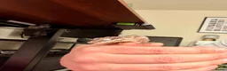 Gecko reptiles for sale: Gargoyle Gecko in Liverpool - Advert 3