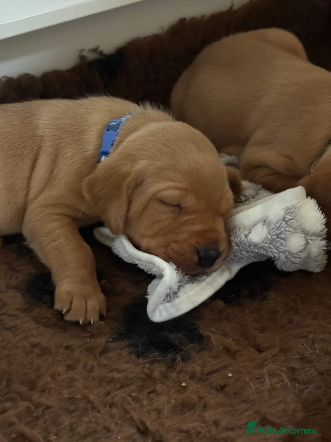 Labrador Retriever dogs for sale: Red Fox Labrador Puppies Looking Forever Homes - Advert 11