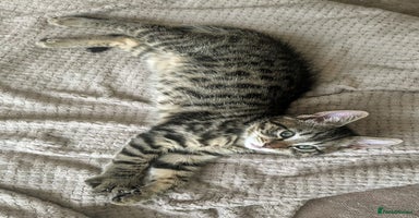 Bengal cats - Advert 5