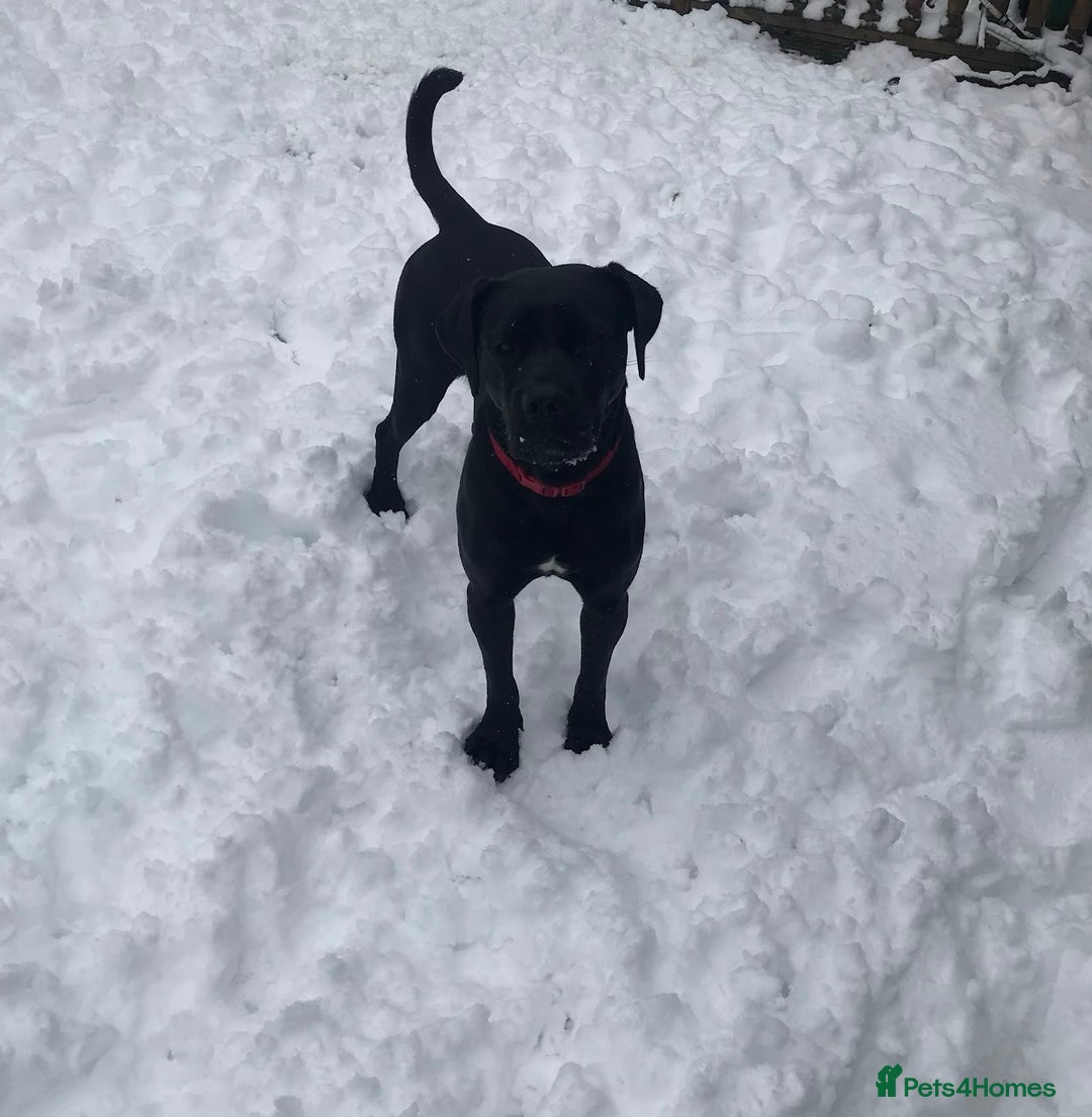 Cane Corso dogs for sale: 10 year old female rehome needed - Advert 2