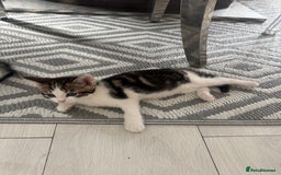 Domestic Shorthair cats for sale: Unique & Precious Kittens Seeking Forever Homes - Image 4
