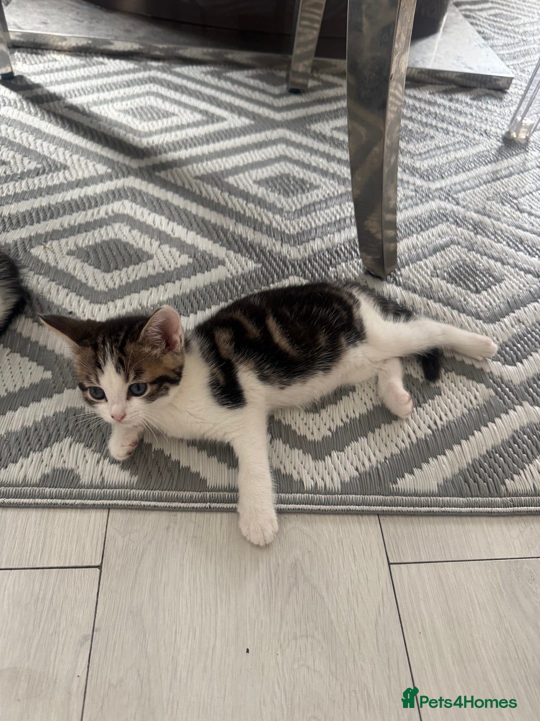 Domestic Shorthair cats for sale: Unique & Precious Kittens Seeking Forever Homes - Image 4