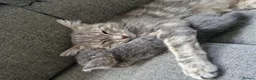 American Shorthair cats for sale: Playful Female Kitten Ready For New Home in Hitchin - Advert 5