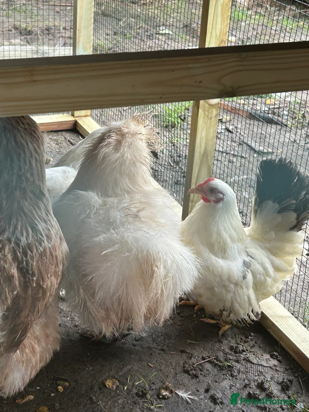 Chickens poultry for sale: 4 hens for sale  - Advert 5