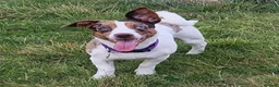 Mixed Breed dogs for sale: Jack Russell X Shih Tzu Puppies - Advert 2