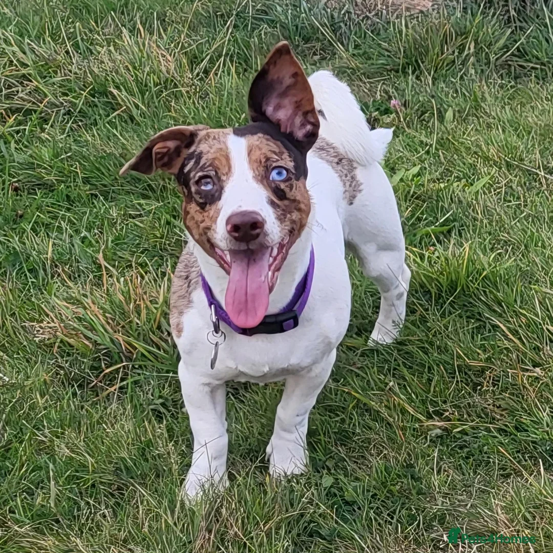 Mixed Breed dogs for sale: Jack Russell X Shih Tzu Puppies - Advert 2