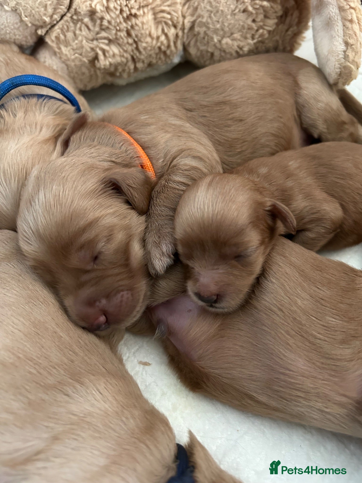 Labradoodle dogs Cute 🥰 Miniature Labradoodle Pups  - Advert 1