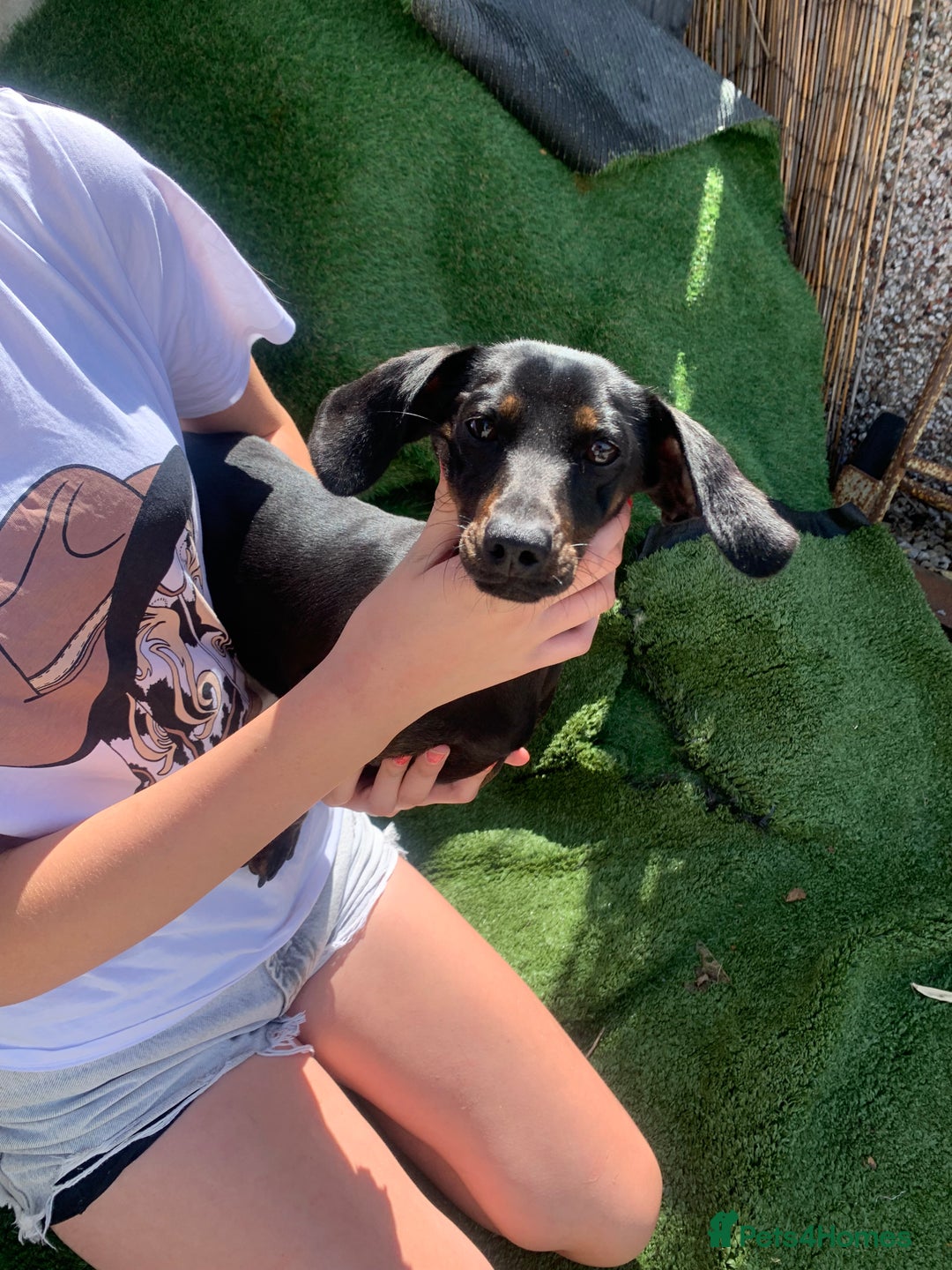 Dachshund dogs for sale: Two beautiful sisters miniature dachshunds  - Image 9
