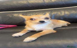 Chihuahua dogs for sale: Puppy chihuahua girl - Image 3