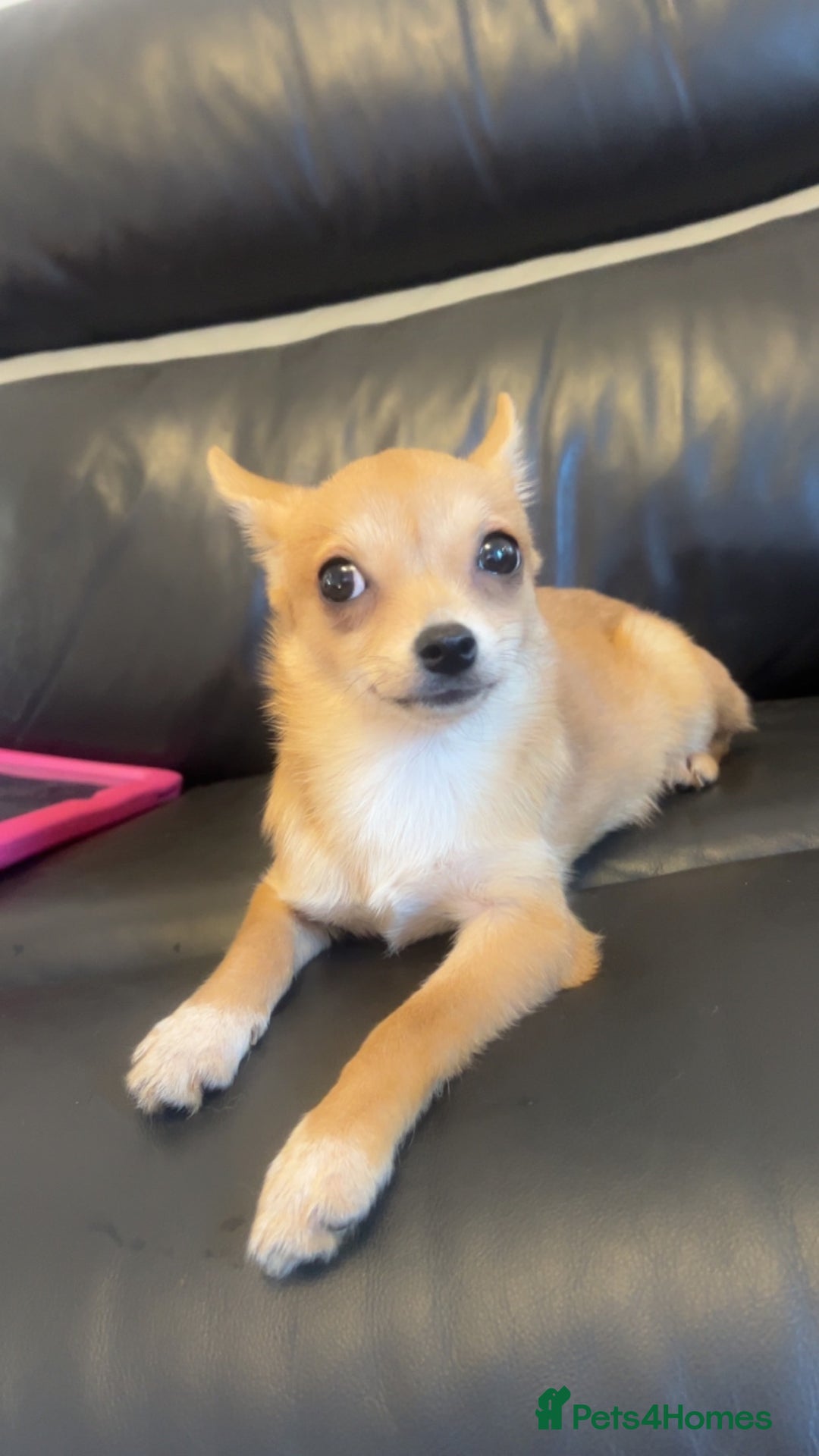 Chihuahua dogs for sale: Puppy chihuahua girl - Image 3
