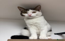 British Shorthair cats for sale: DOMESTIC SHORTHAIR Male - chipped and neutered  - Advert 8