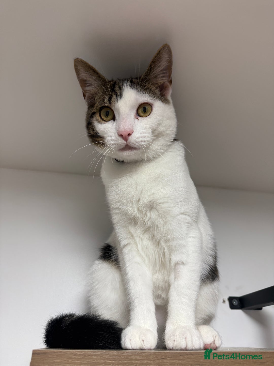 British Shorthair cats for sale: DOMESTIC SHORTHAIR Male - chipped and neutered  - Advert 8