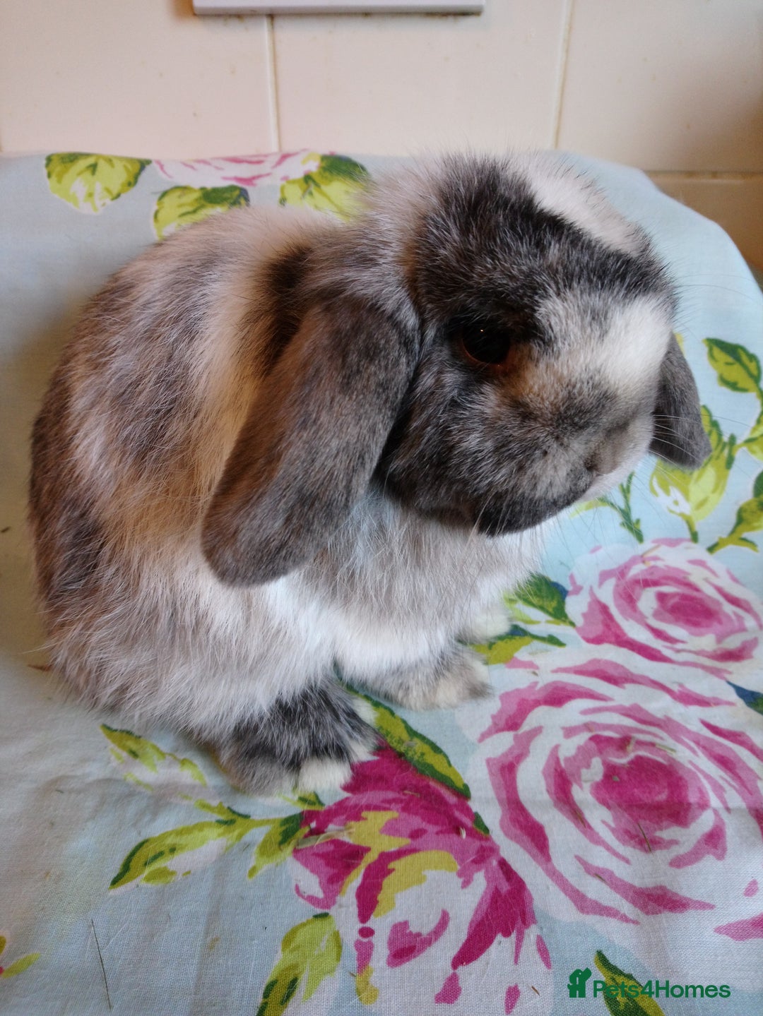 Mini Lop rabbits for sale: Pedigree Mini Lops - Advert 27