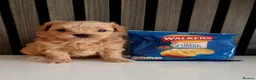 Maltipoo dogs for sale: Exclusive Tiny Korean/Russian Maltipoo KC champ - Advert 1