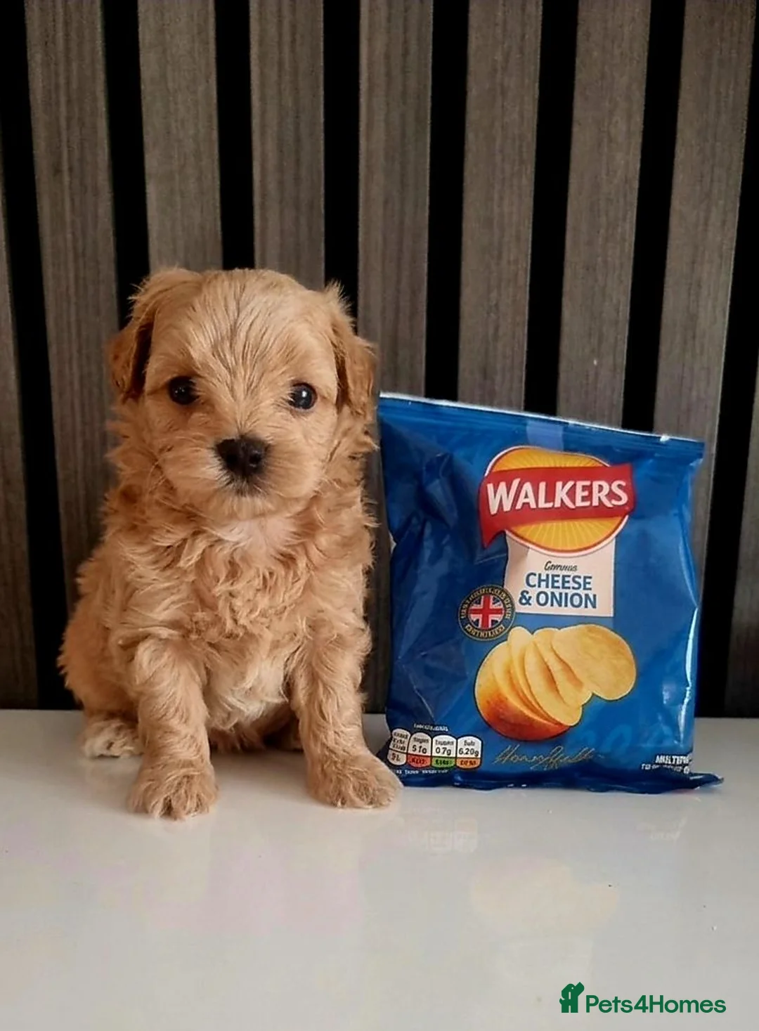 Maltipoo dogs for sale: Exclusive Tiny Korean/Russian Maltipoo KC champ - Advert 1