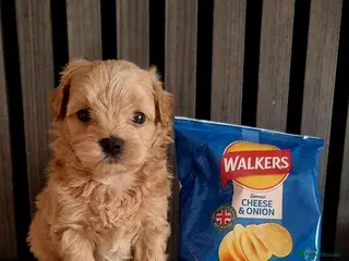 Maltipoo dogs Exclusive Tiny Korean/Russian Maltipoo KC champ - Advert 18