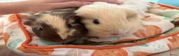 Guinea Pig rodents for sale: female guinea pig pairs - Advert 1
