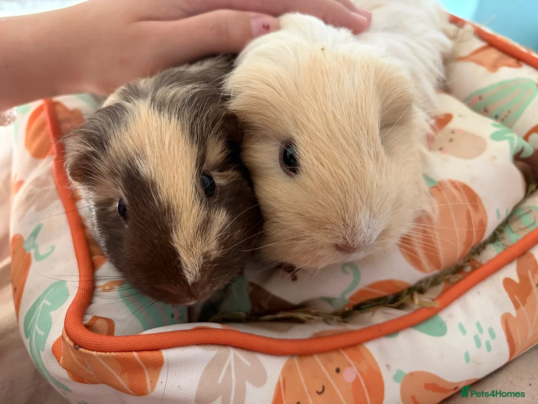 Guinea Pig rodents for sale: female guinea pig pairs - Advert 1