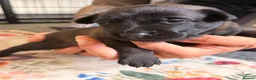 Belgian Shepherd Dog dogs for sale: Stunning Belgian Malinois Puppies  - Advert 2