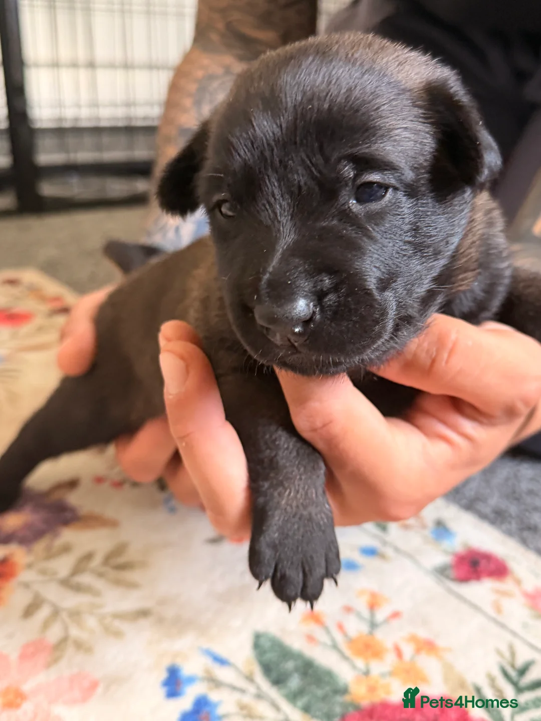 Belgian Shepherd Dog dogs for sale: Stunning Belgian Malinois Puppies  - Advert 2