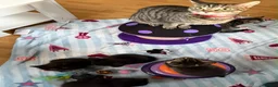 Mixed Breed cats for sale: Kittens for sale  - Advert 11