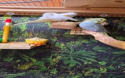 Budgerigars birds for sale: Young budgerigars for sale. - Image 21