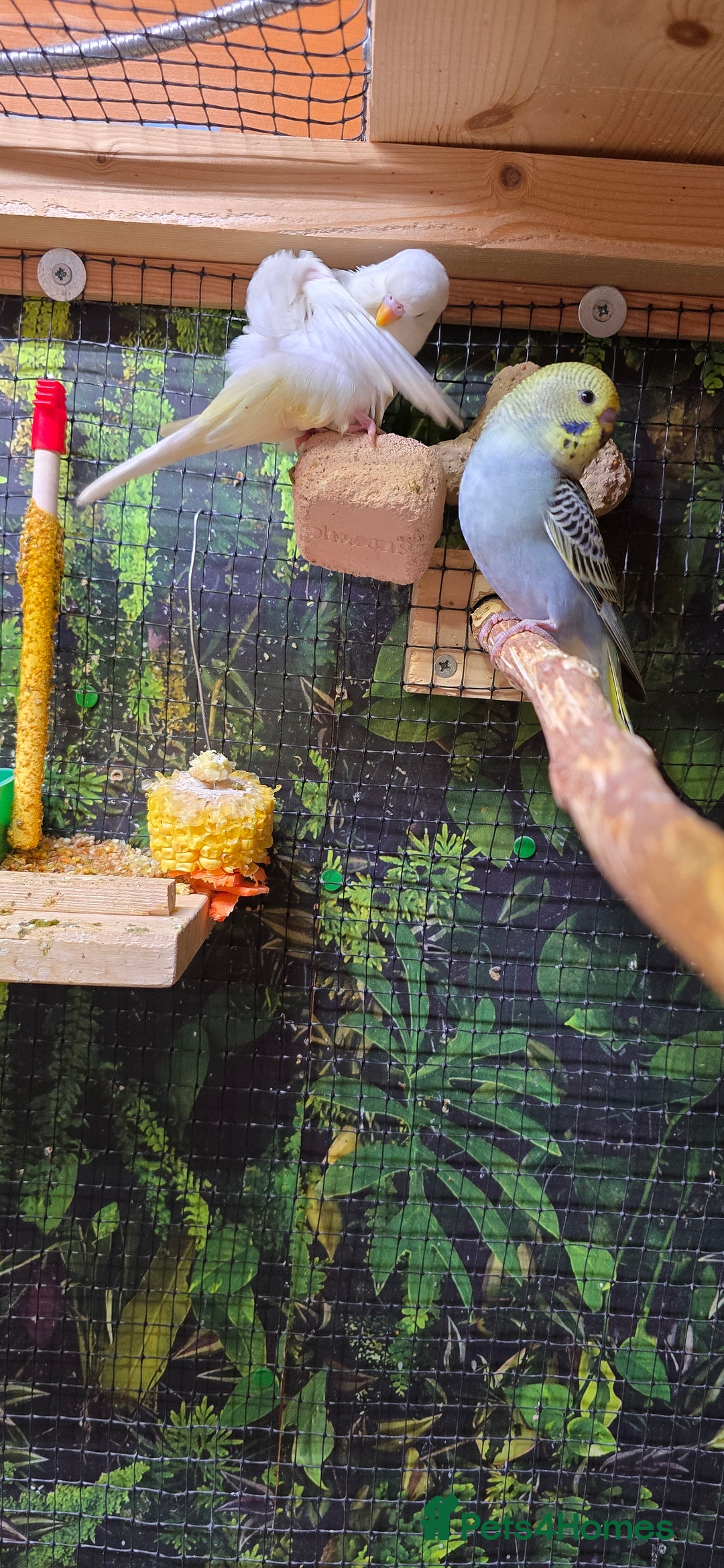 Budgerigars birds for sale: Young budgerigars for sale. - Image 21