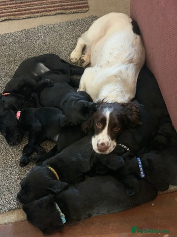 Springerdors Springador puppies for sale | Pets4Homes