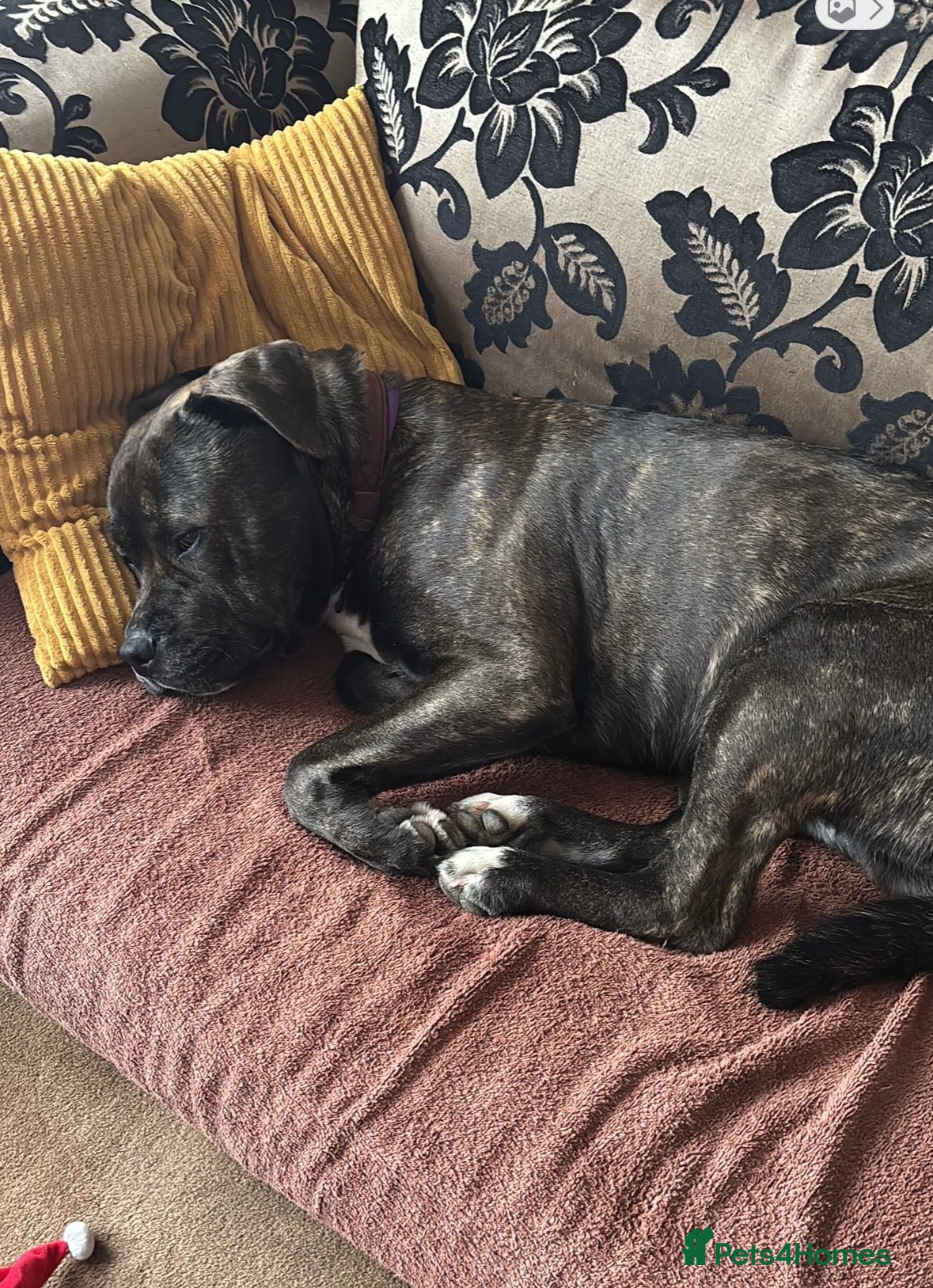 Mixed Breed dogs for sale: Labrastaff  - Advert 1