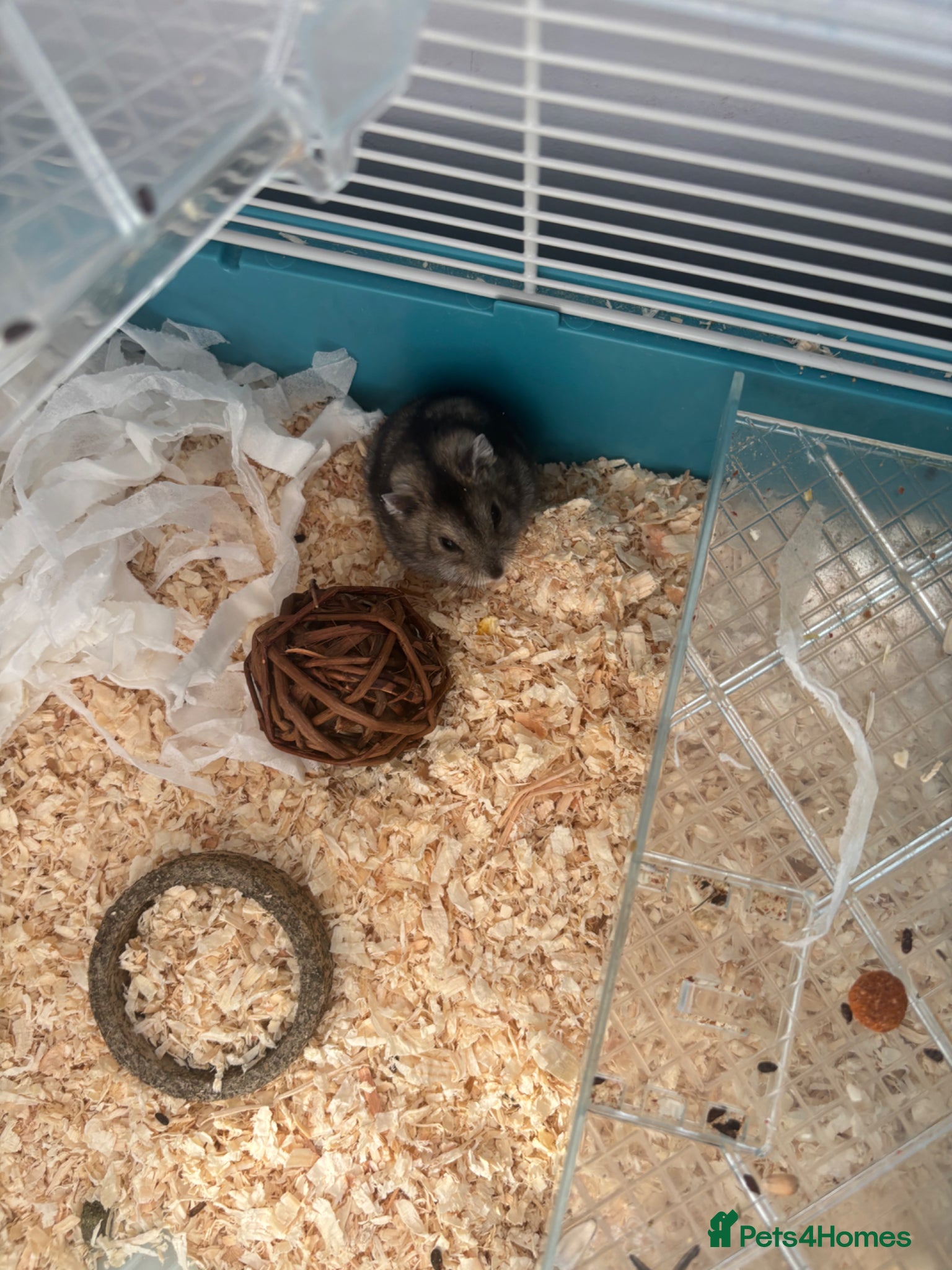 Hamster rodents Russian Dwarf Hamster  - Advert 2