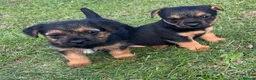 Border Terrier dogs for sale: Boarder terrier x jack Russell - Advert 7