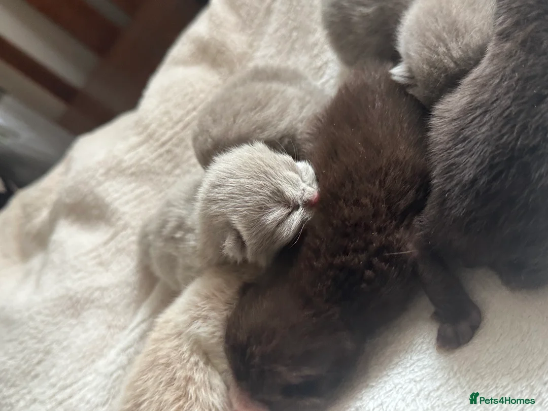 British Shorthair cats for sale: 🤎BSH kittens 💜TICA REG  in Chorley - Advert 4