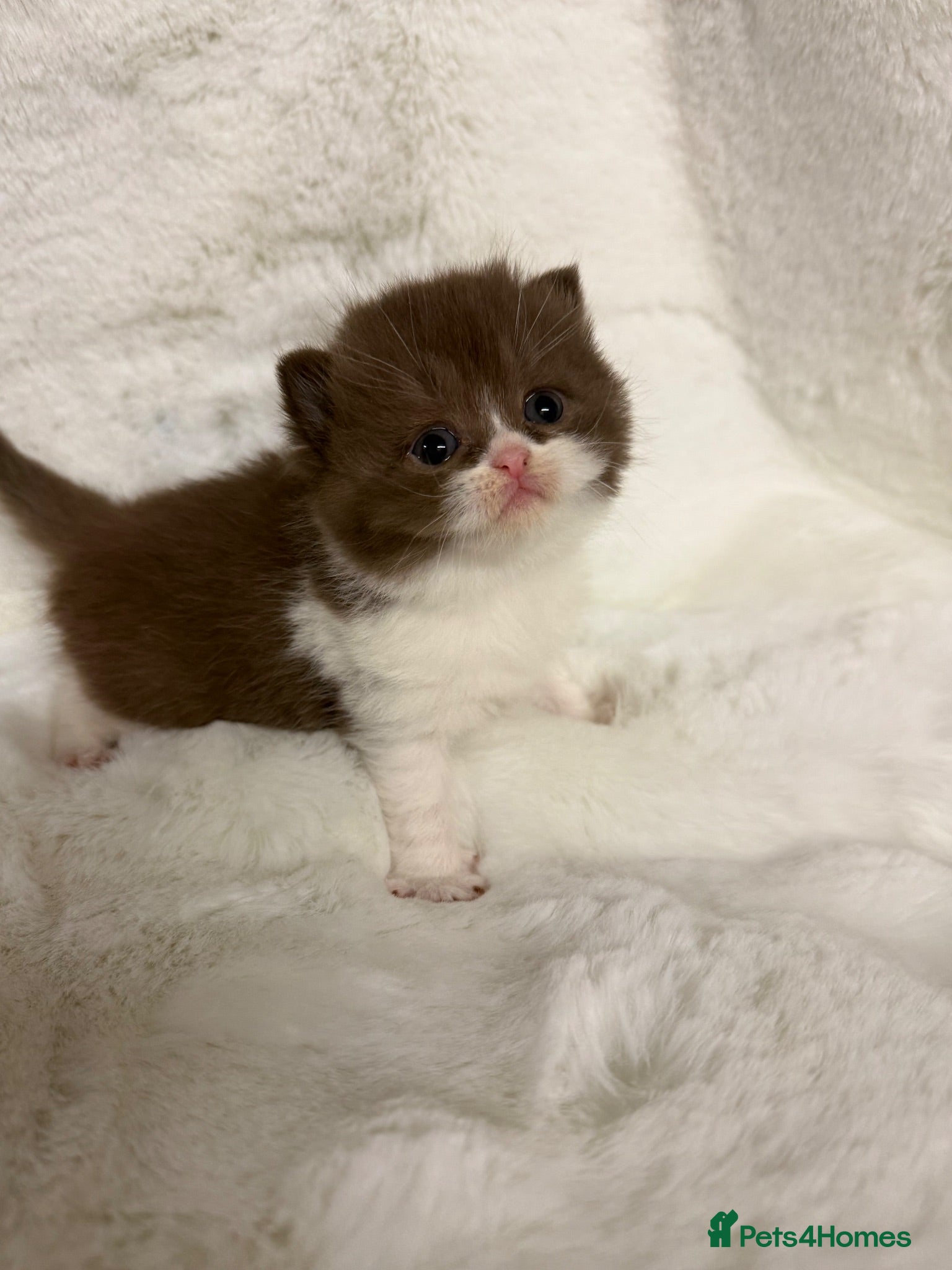British Shorthair cats FULL PEDIGREE REGISTERED BSH  - Advert 2
