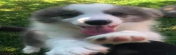 Border Collie dogs for sale: KC Registered, Health tested, Fully Vaccinated  - Advert 13